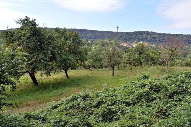 Viele Streuobstwiesen prägen das Landschaftsbild.