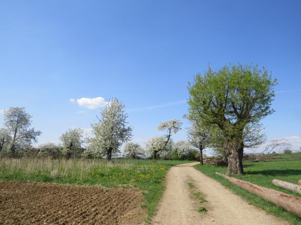 Kischbäume und Kopfeiche