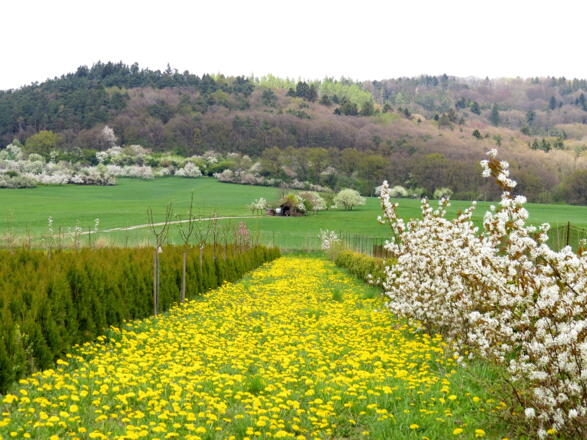 Frühling am Hetzles