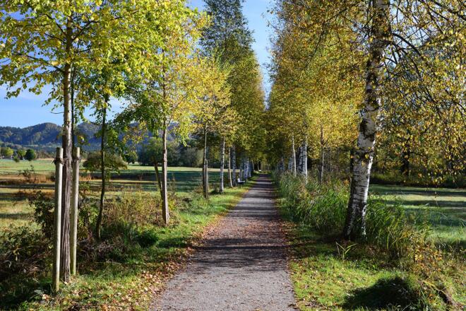 Birkenallee im Natuschutzgebiet Schächele