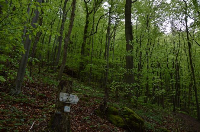 Vom Langen Tal hinauf zum Muggendorfer Höhenweg