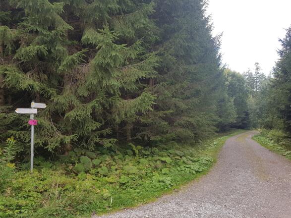 Wegabelung Richtung Burgruine Hopfen 