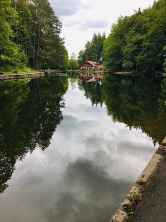 Mittersee mit Waldwirtschaft im Hintergrund