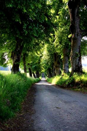 Lindenallee in Marktoberdorf