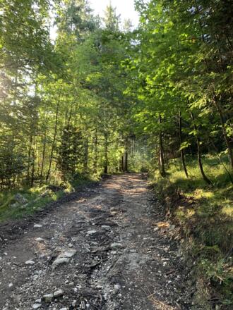 Forstweg Richtung Roßmoos