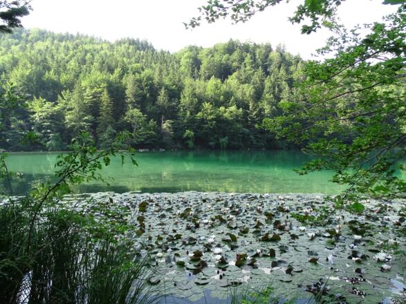 Alatsee mit Seerosen