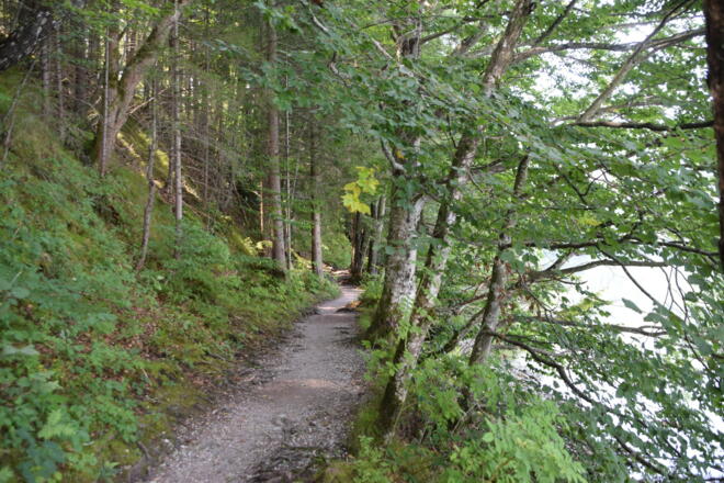 Waldweg entlang des Südufers