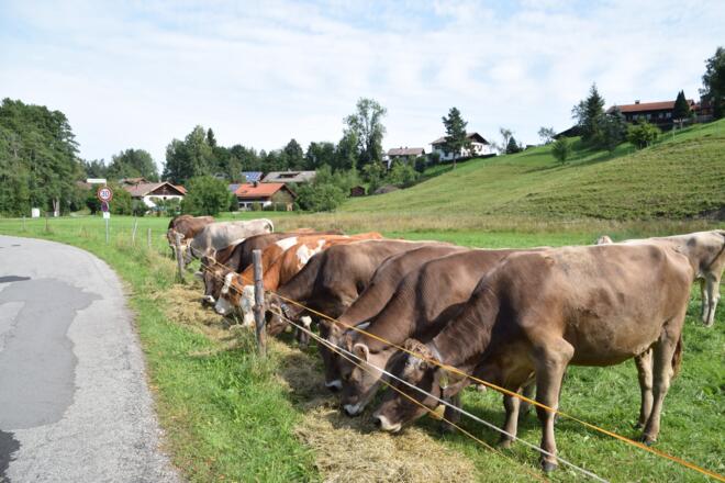 Herde Jungrinder entlang der Wörther Straße