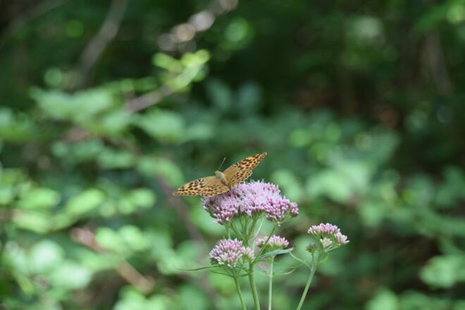 Schmetterling am Wegesrand 