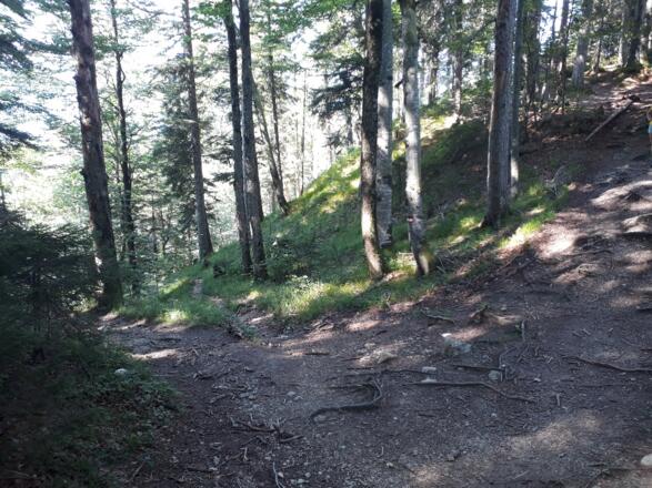 Abstieg zum Alatsee durch den Wald