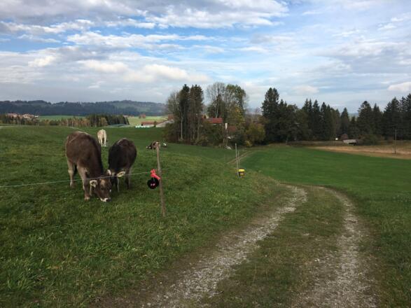 Feldweg vorbei an Jungvieh Richtung Speiden