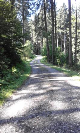 Forststraße Richtung Burgruine Hopfen 