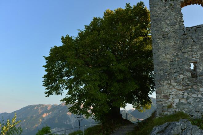 Burgruine Falkenstein