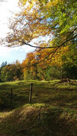 Laubfärbung im Faulenbacher Tal