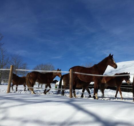 Die Pferde von Aigis