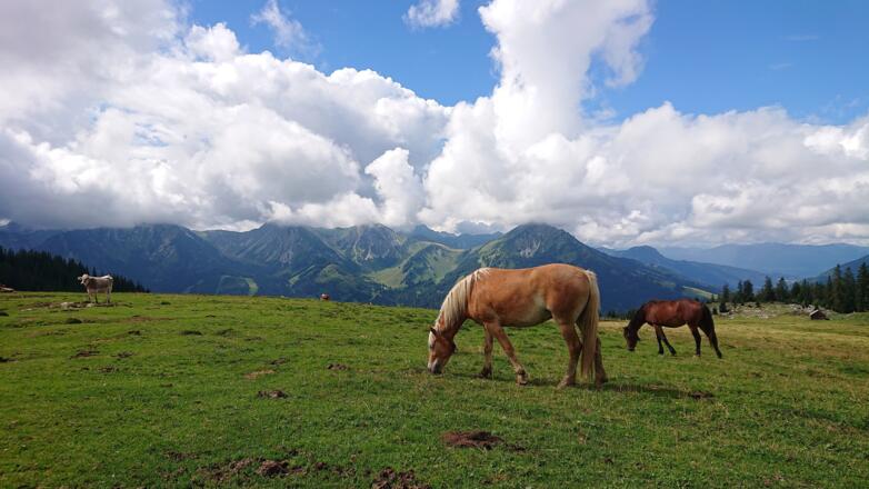 Grasende Pferde am Schönkahler