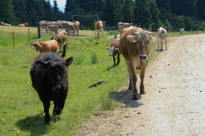 Schumpen auf dem Weg zur Gundhütte