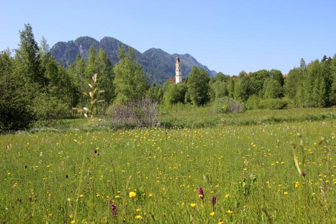 Blütenpracht im Frühling im Berger Moos