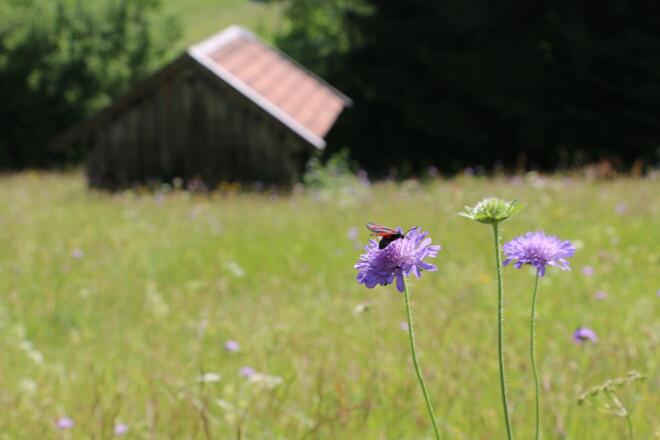 Pflanzenvielfalt am Bergwiesenpfad