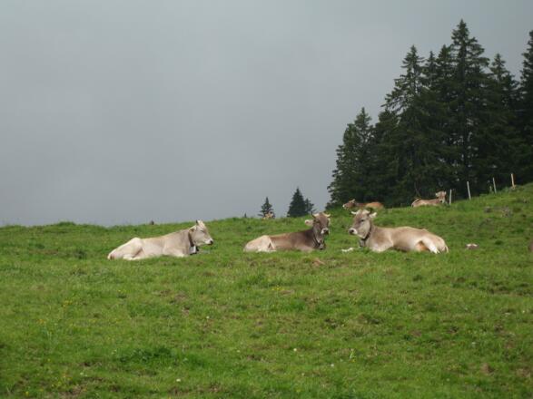 Bekanntschaften auf dem Weg zur Alpspitze