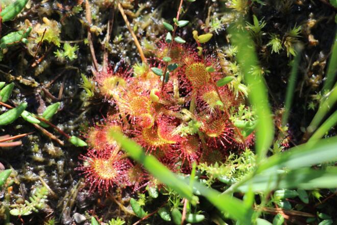 Sonnentau im Pfrontener Moor