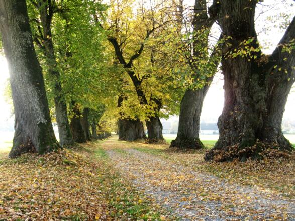 Lindenallee Nassenbeuren