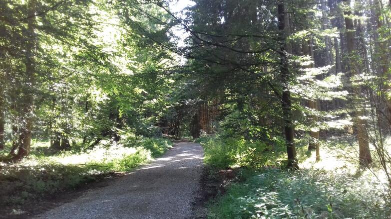Idyllischer Waldweg