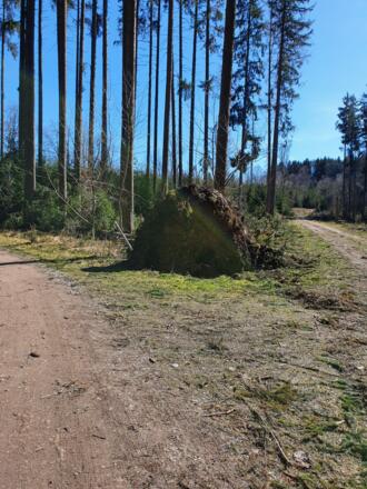 Sturmschaden - Rundweg nach links folgen!