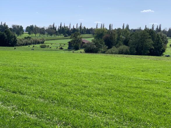 Blick Richtung Allgäuer Golf- und Landclub in Boschach