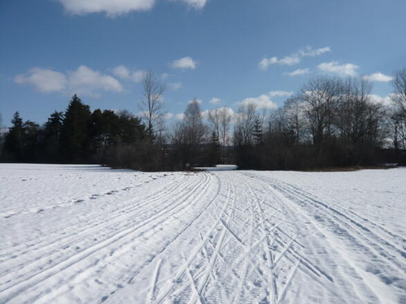 In der Moosloipe zwischen Wildpoldsried und Betzigau
