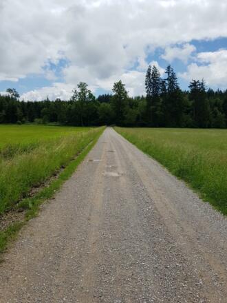 Feldweg Richtung Wald