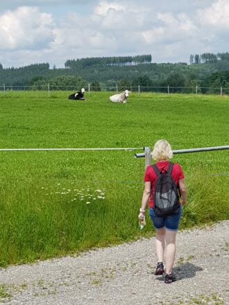 Vorbei an der Kuhweide