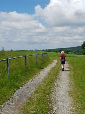 Feldweg vorbei an einer Kuhweide