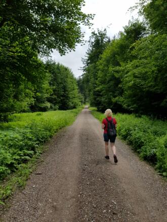 Weg durch den Bühler Wald