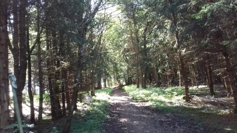 Wanderweg durch den Wald