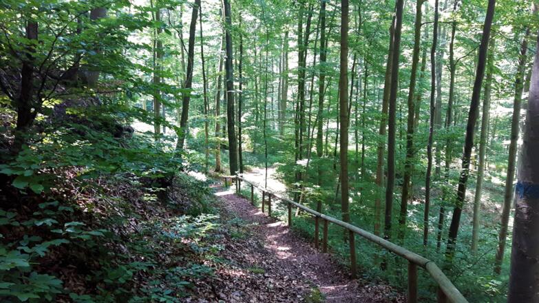 Weg durch den Laubwald