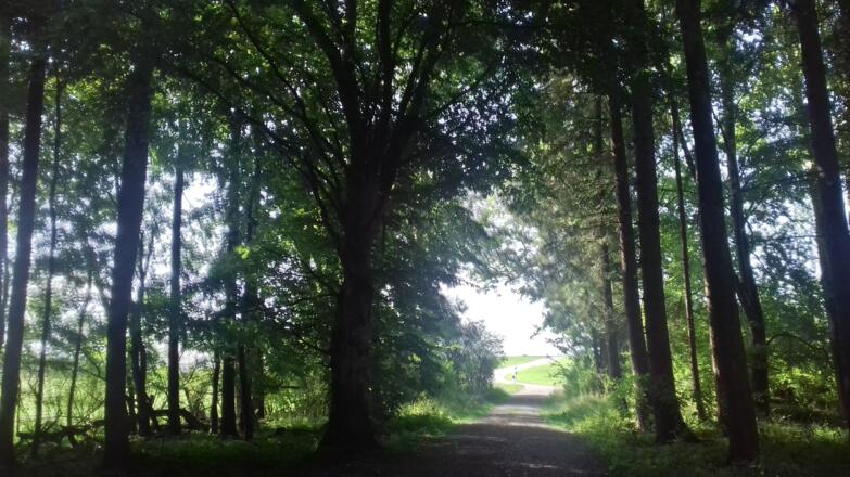 Weg aus dem Bannwald in Richtung Niebers