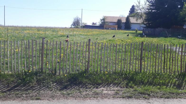 Dassberg Garten mit Hühnern
