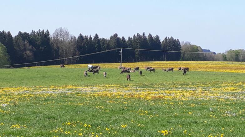 Vor Westenried nach Böhen - Blick Richtung Wolfertschwenden