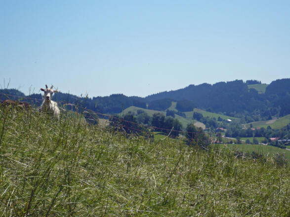 Ziegen bei Wengen