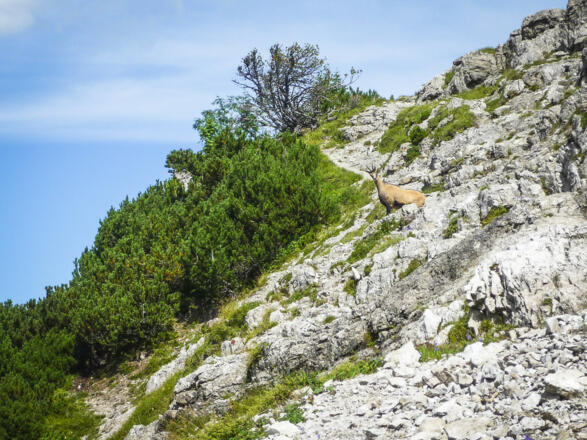 Eine Gams beim Abstieg