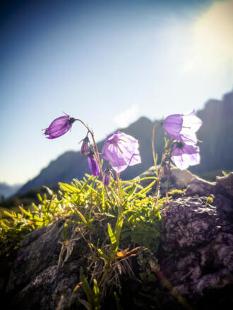 Blümchen und Sonnenschein