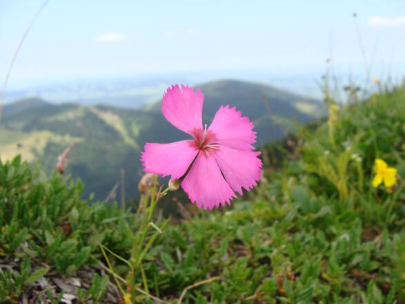 Steinnelke - eine Besonderheit der Nagelfluhkette