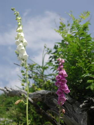 Fingerhut am Wegesrand. 