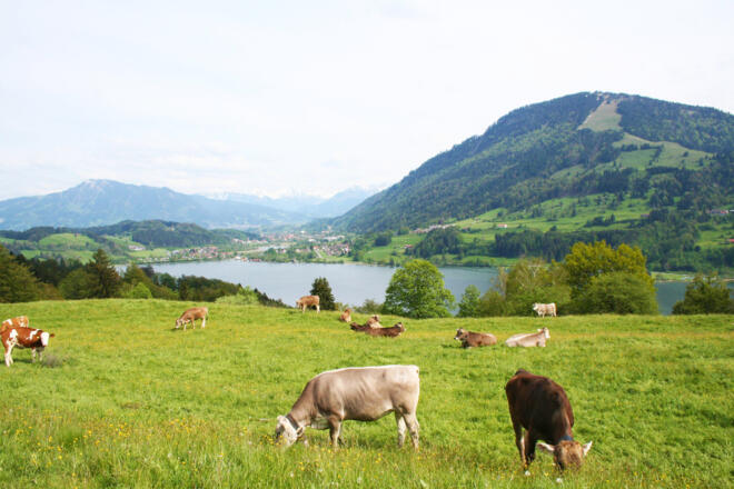 Weidende Kühe über dem Alpsee