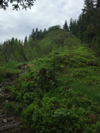 Steiler Aufstieg durch Alpenrosen zum Heidelbeerkopf