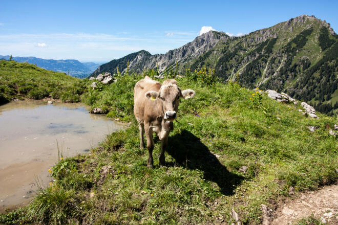 klassisches Allgäuer Rind am Wegesrand