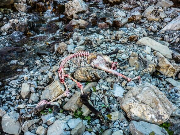 Gams - beim suchen des Weges gefunden - vermutlich nach Absturz und nach Fraß durch Kolkraben, Steinadler und Füchsen. Wilde Natur kann man auch hier erleben!