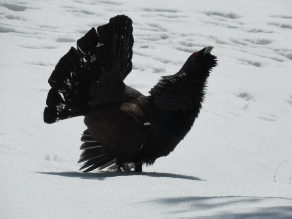 angriffslustiger Auerhahn nach dem Kemptener Naturfreundehaus