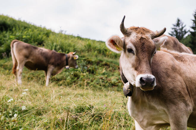 Kühe (c) Nina Bröll / Vorarlberg Tourismus
